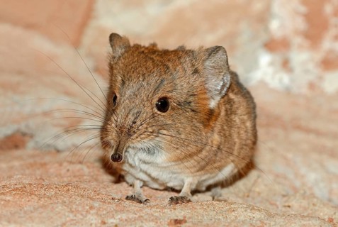 Short eared Elephant Shrew, short-eared trunkjumper, short-eared trunkjumper, short-eared elephant