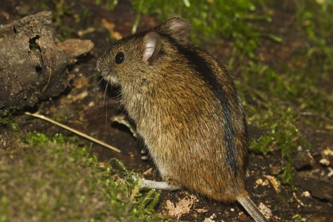 Striped field mouse (Apodemus agrarius), Saxony-Anhalt, Germany, Europe