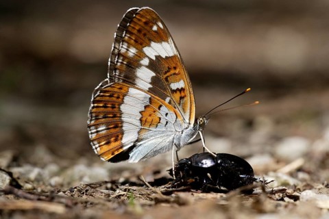 White Admira with dead beetle, Lower Saxony, Germany (Limenitis camilla), side