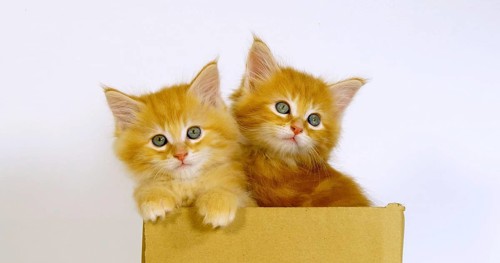 Cream Blotched Tabby Maine Coon Domestic Cat, Kittens playing in a Box against White Background,