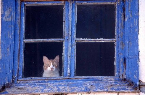 Cat looking out of blue window