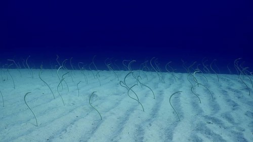 Group of Red Sea garden eels, Indo-Pacific garden eel (Gorgasia sillneri) or Spotted Garden Eel
