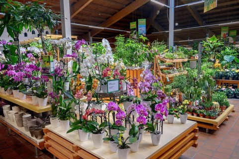 Orchids and cacti, in a garden centre, Allgäu, Bavaria, Germany, Europe