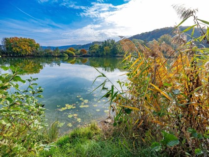 Reed grass on the shore of the Bruchteiche quarry pond, Bad Sooden-Allendorf, Hesse, Germany,