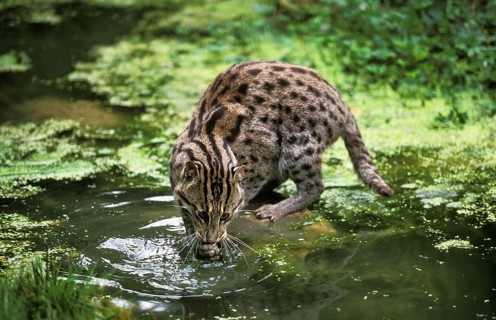 Fishing cat (prionailurus viverrinus), adult in water, fishing