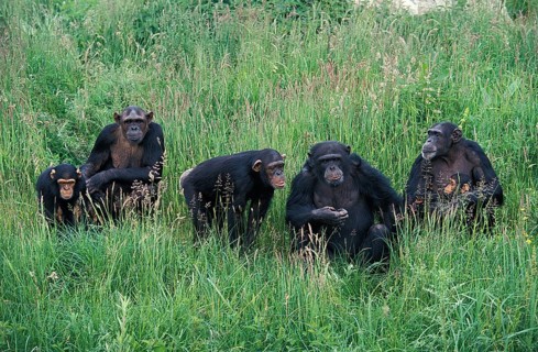 Chimpanzee (pan troglodytes), Group with Adults and Youngs