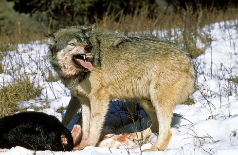 North American Grey Wolf (canis lupus occidentalis), Adult with Prey, Canada, North America