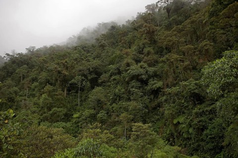 Tropical Forest, Manu National Park in Peru