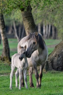 Falbene Dülmen wild horses, mare with foal standing at the edge of the forest, Merfelder Bruch,