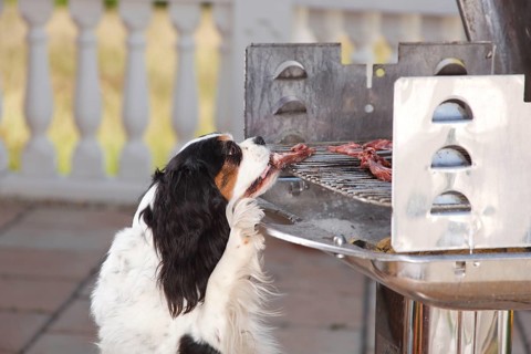 Cavalier King Charles Spaniel, tricolour, steals meat from barbecue, barbecue meat, steal