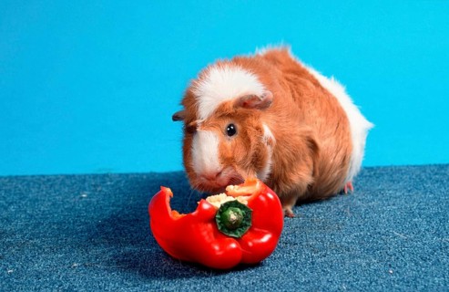 Abyssinian Guinea Pig Pig, red-and-white eating sweet pepper, rosette guinea pig, red-and-white,