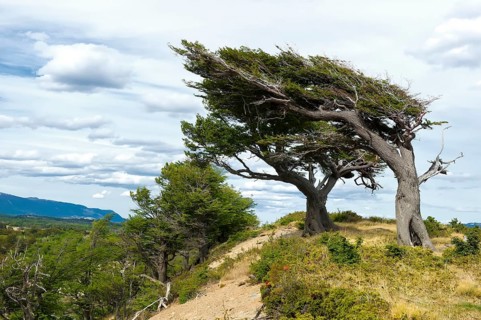 Arboles Banderas, wind shaped trees, Tierra del Fuego, Patagonia, Argentina, wind, windy, South