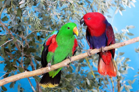 Eclectus Parrot (eclectus roratus), Pair on Branch, Male (green) and Female (Red)