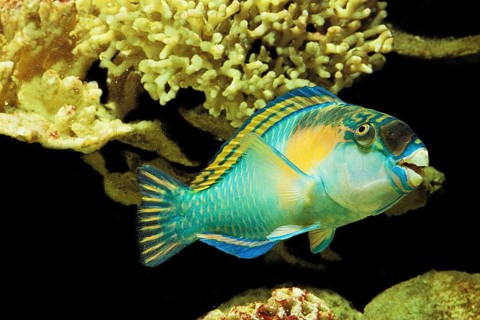 PARROT FISH (scarus) sordidus SWIMMING THROUGH CORAL