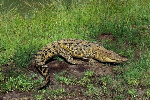 AUSTRALIAN SALWATER CROCODILE OR ESTUARINE CROCODILE (crocodylus porosus)