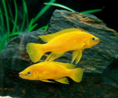 Neolamprologus leleupi (Lamprologus leleupi), Gold Cichlid, Tanganyika Gold Cichlids, Gold
