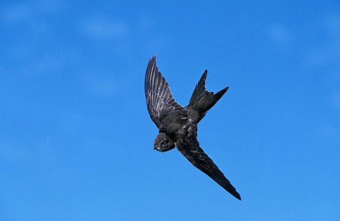 Common swift (apus apus), adult in flight against blue sky