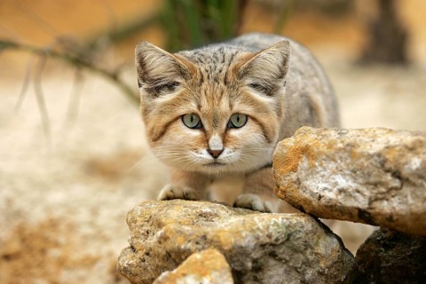 Sand cat (felis margarita), adult under rocks