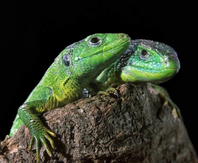 Green Lizard (lacerta viridis), Adults standing on Stump
