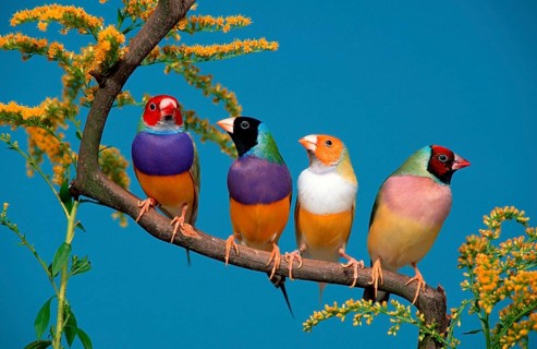 Gouldian finches (Chloebia gouldiae)