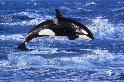 Orca (Orcinus orca), Schwertwal, seitlich, side, Orka