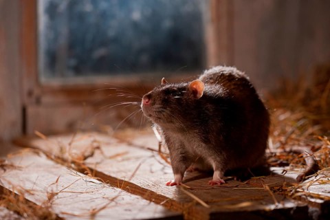 Rat (Rattus norvegicus forma domestica), in barn, Rhineland-Palatinate, Germany, Europe