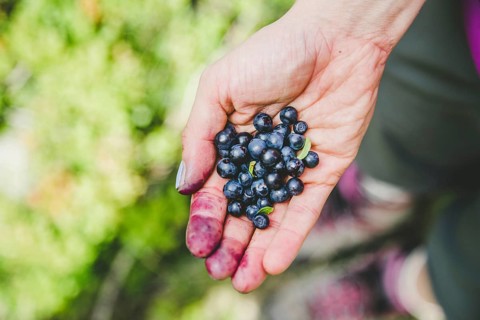 Picking or collecting fresh ripe blueberries while hiking on the mountains