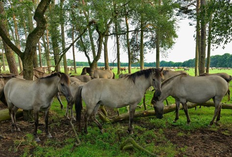 Dülmen wild horses resting in forest, Merfelder Bruch, Dülmen, Münsterland, North Rhine-Westphalia,