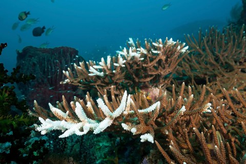 Coral bleaching, Raja Ampat, West Papua, Indonesia, Asia