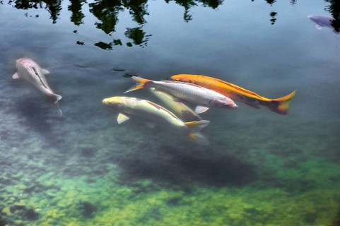 Open day, Lake Mondsee with koi, a species of common carp (Cyprinus carpio), Daishin Zen monastery