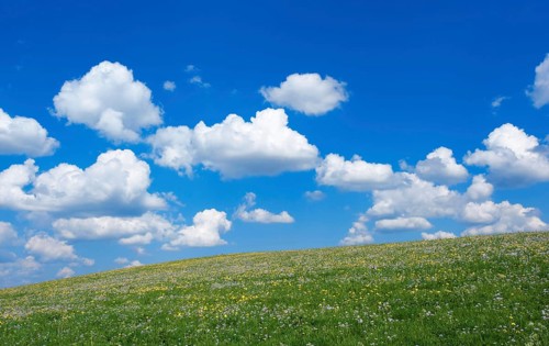 Green flower meadow, blue sky and white cumulus clouds near Steingaden, Bavaria, Germany, Europe