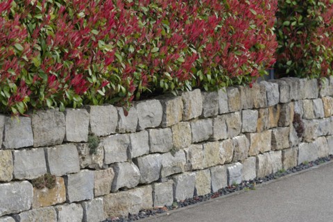 Garden design with a stone wall and a loquat (Photinia Fraseri), shell limestone, stone, garden