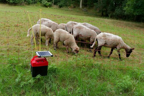 Electric pasture fence, electric fence, pasture farming, sheep farming, sheep breeding, sheep,