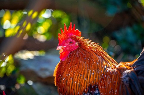 Feather-footed cock, Brahma chicken (Gallus gallus domesticus) in the sunshine in January in the
