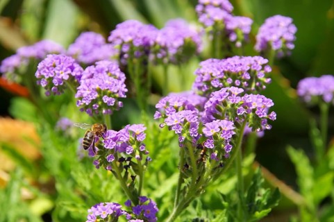 Heliotropium amplexicaule, Heliotropium amplexicaule in summer garden