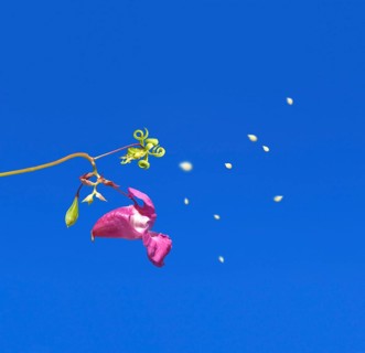 Close up of himalayan balsam (Impatiens glandulifera) in blue sky, exploding, popping, spreading