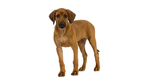 Rhodesian Ridgeback, 3 Months old Pup against White Background