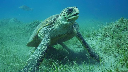 Very old male Hawksbill Sea Turtle (Eretmochelys imbricata) or Bissa on seagrass meadow covered
