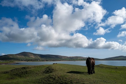 A horse grazing on a sunny day near Smerwick Harbour along the Wild Atlantic way, Murreagh, Kerry,