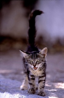 Young kitten