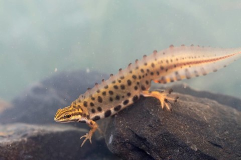 Common newt (Lissotriton vulgaris), male in water spawning swims in the water, underwater photo in