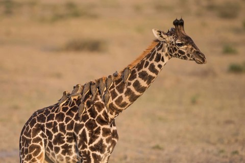 Africa, african, animal, background, beautiful, big, brown, camelopardalis, conservation, cute,