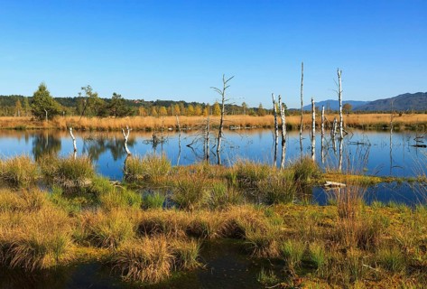 Dead birch trees in a moor, Kendlmühlfilzn raised bog or upland moor, near Grassau, Upper Bavaria,