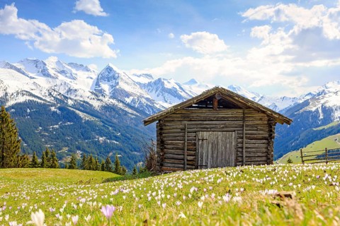 Old barn in a meadow of crocuses, the Zillertal Alps at the back, Zillertal valley, Tyrol, Austria,