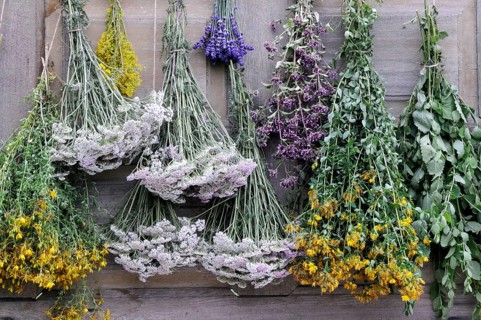 Herbs hung up to dry, St. John's wort, yarrow, mint, lemon balm, bedstraw (Hypericum perforatum)