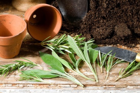 Rosemary cuttings (Rosmarinus officinalis) and sage cuttings, rosemary cuttings, sage cuttings