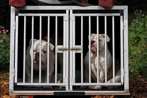 2 English Bulldogs in a dog transport cage