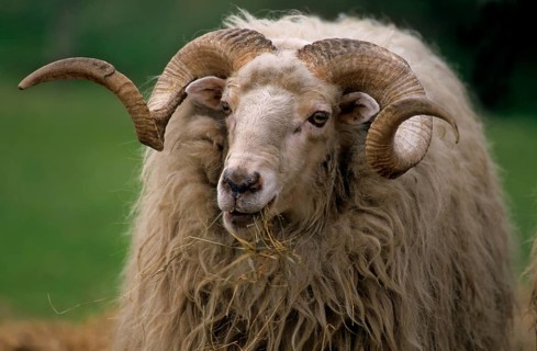 Wallachian sheep, domestic sheep (Ovis orientalis aries)