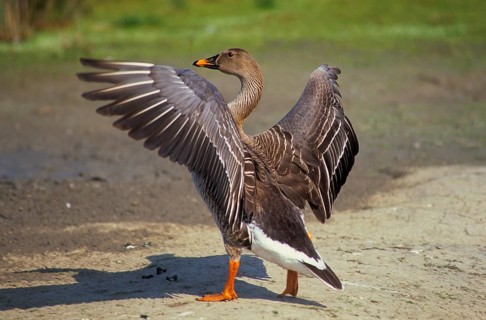 Bean goose (Anser fabalis), Riet's Goose