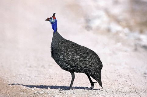 Helmeted guineafowl (numida meleagris), KENYA